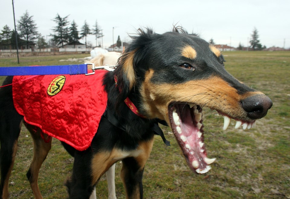 Védetté nyilvánítják a török agarat