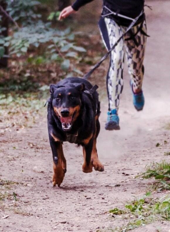 A tanulási folyamat és maga a sportolás is legyen pozitív élmény a kutyának is!