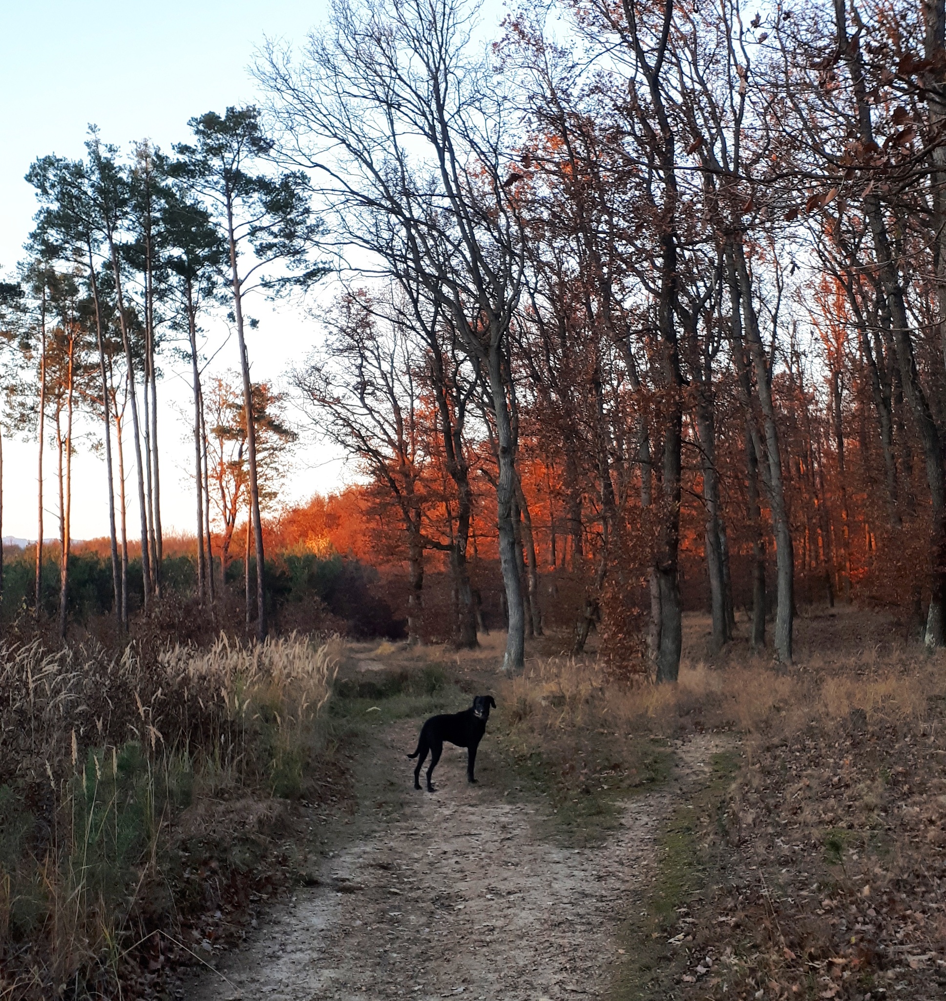 A szombathelyi Parkerdő ősszel