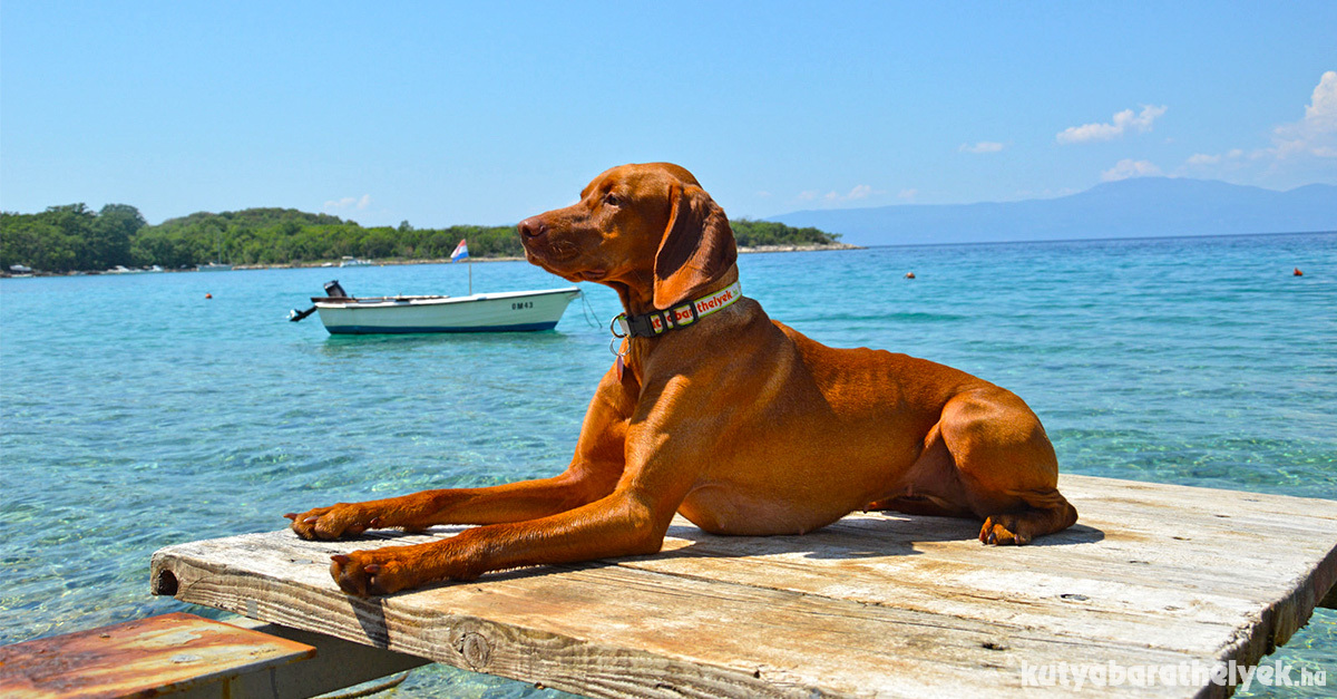 Vizsla a tengerparton