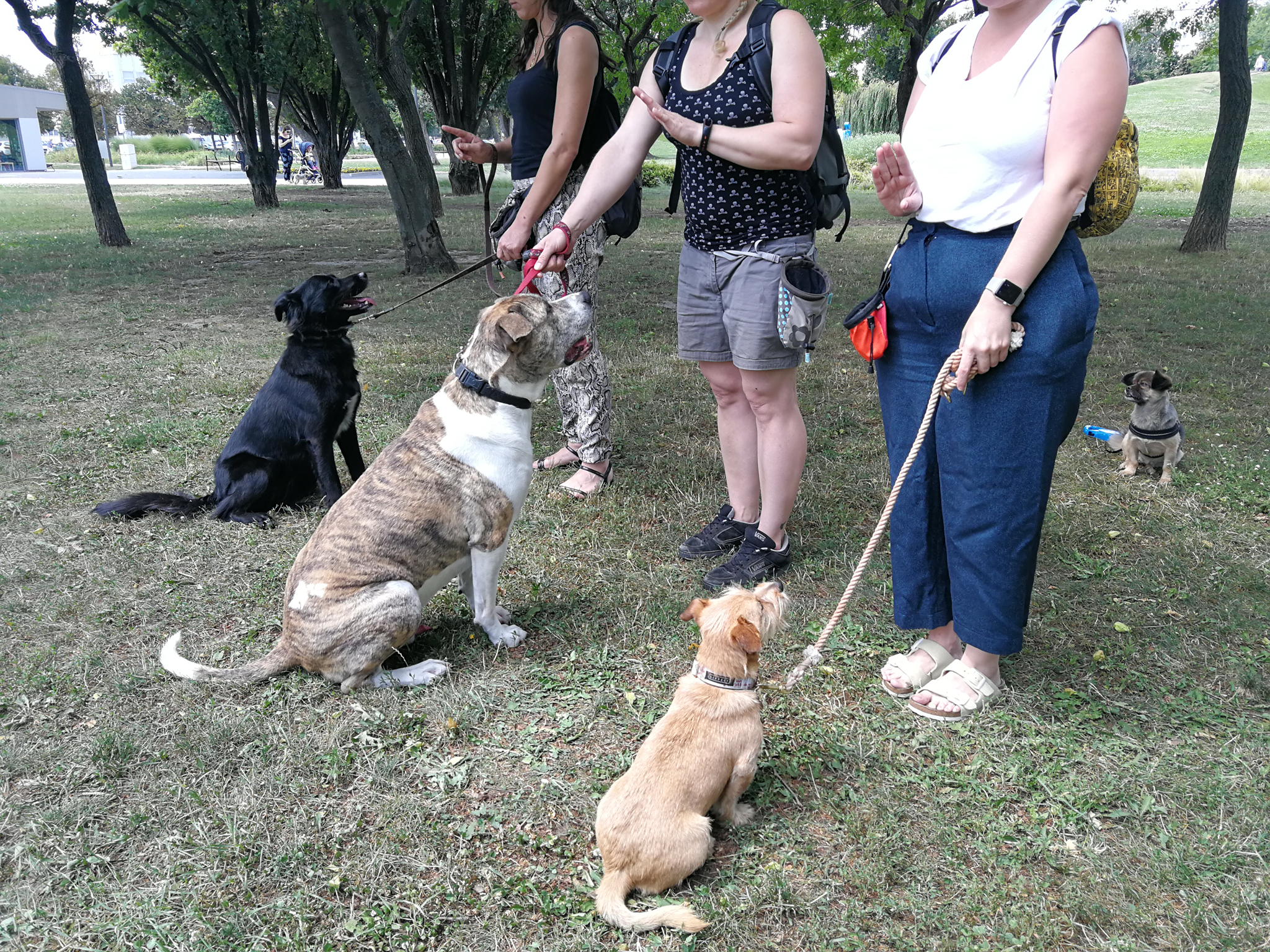 A kis csoport tagjai között van korábban meglőtt kutyus, van aki agresszióval küzdött, van aki hiperaktivitásra hajlamos és van aki félős. Mégis, egy szerető gazdi segítségével nyoma sincs viselkedésükben a korábbi traumáknak, az őket ért emberi agresszió