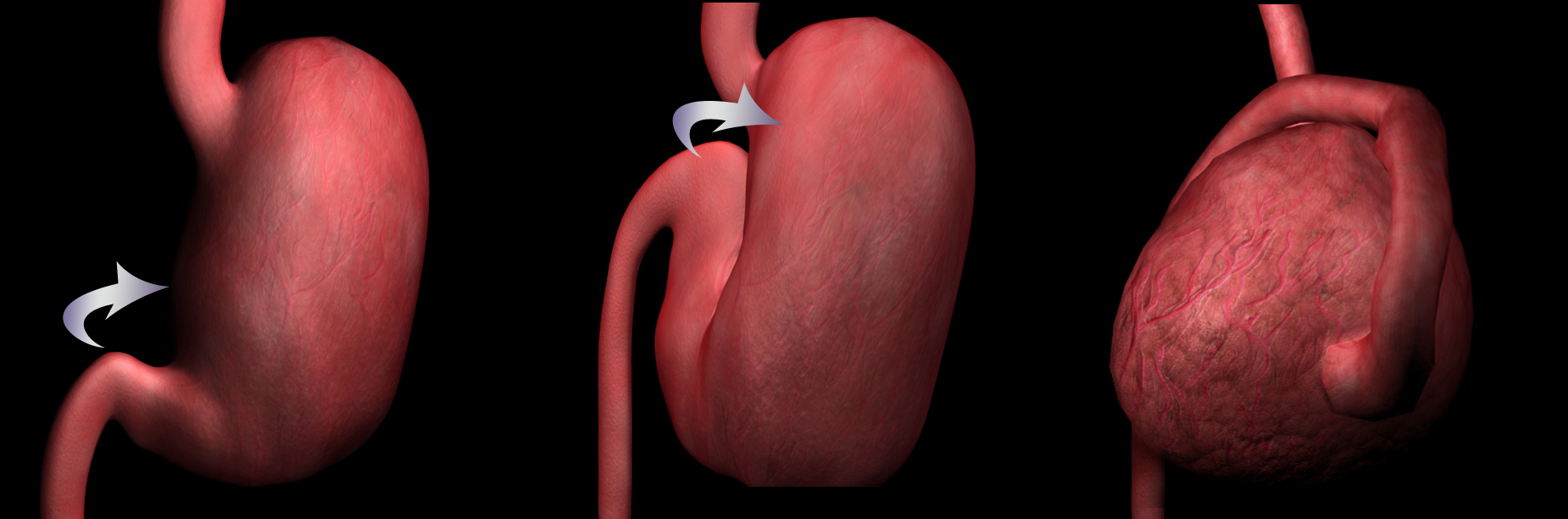 Mozgás hatására beállt változások a belekben, a gyomor körül