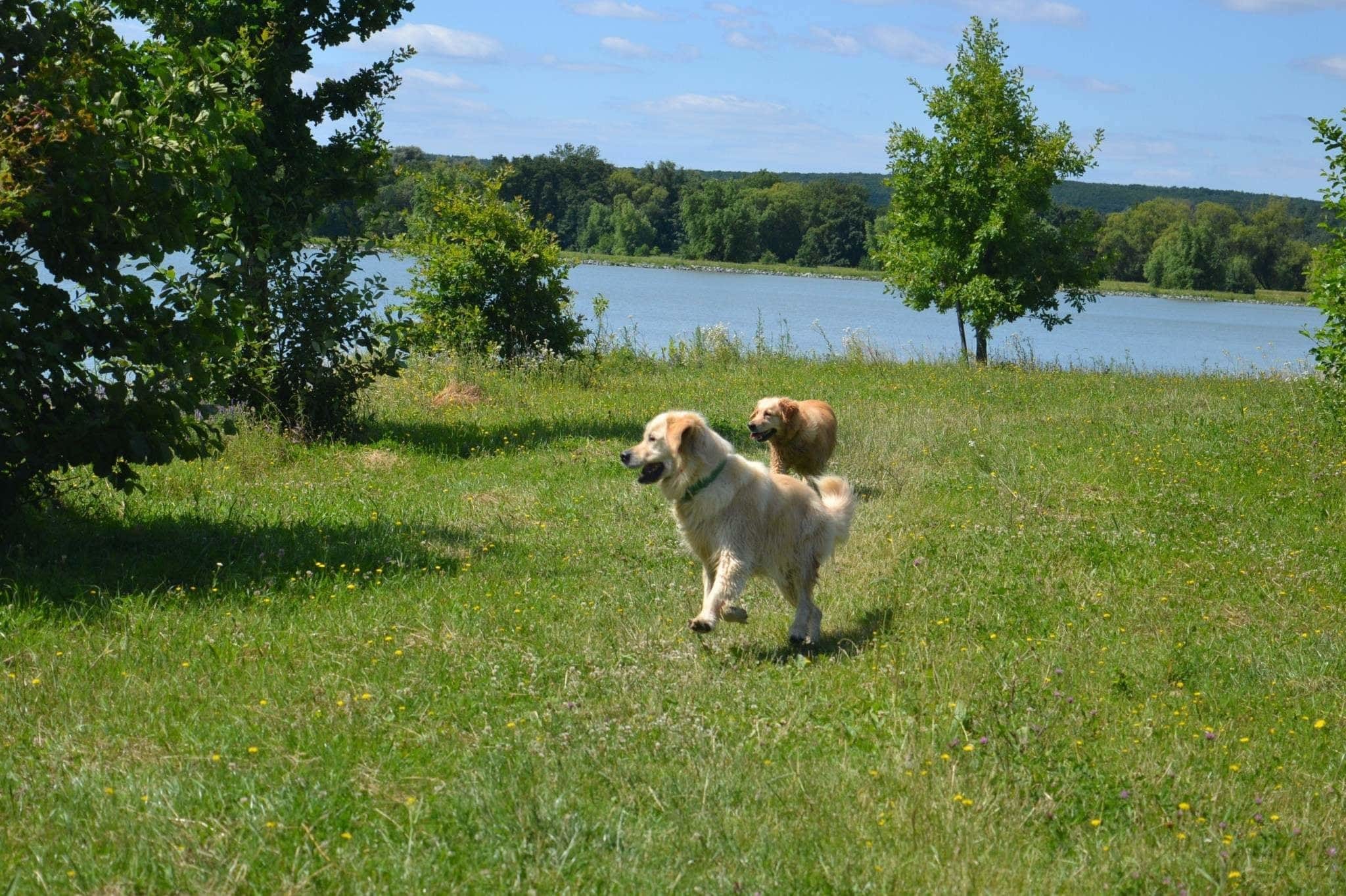 Természet, víz, kutyák és jókedv - ilyen egy tökéletes túra!
