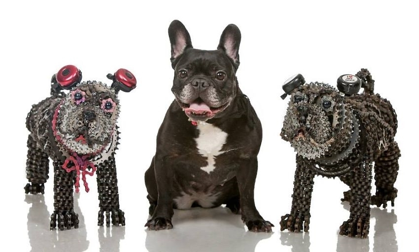 Egy igazi francia bulldog a két bicikliláncból készült szobor között