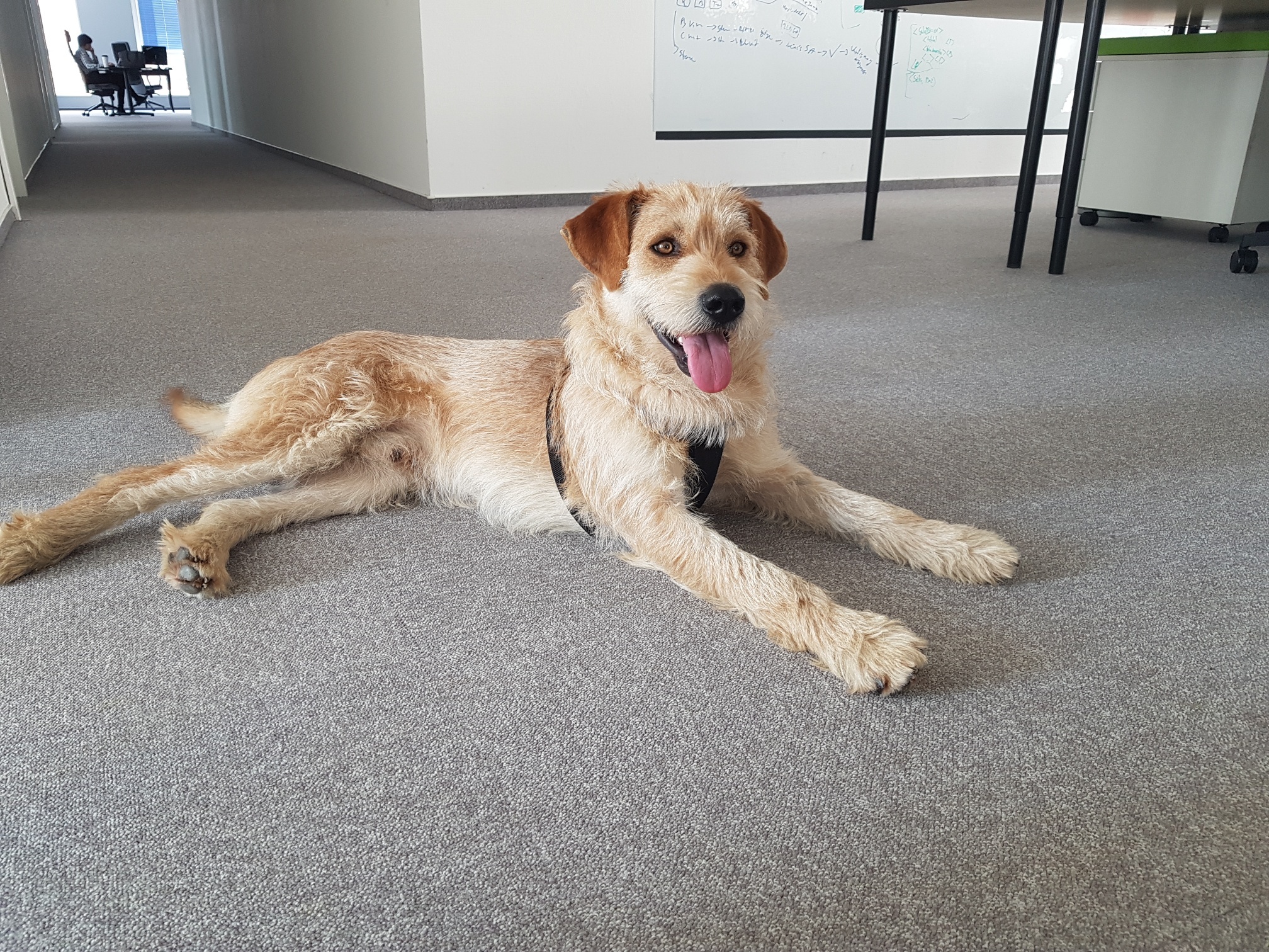 Kutyabarát munkahely - OTP eBIZ - Mandula Kutyabarát munkahely - OTP eBIZ - Mandula