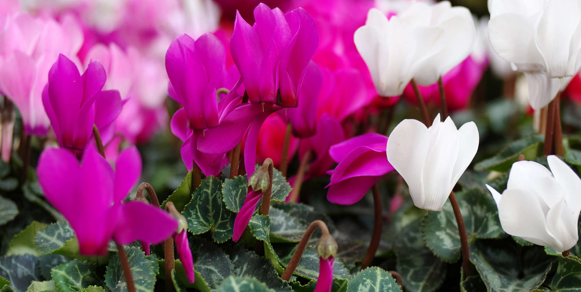 Népszerű ajándék a ciklámen