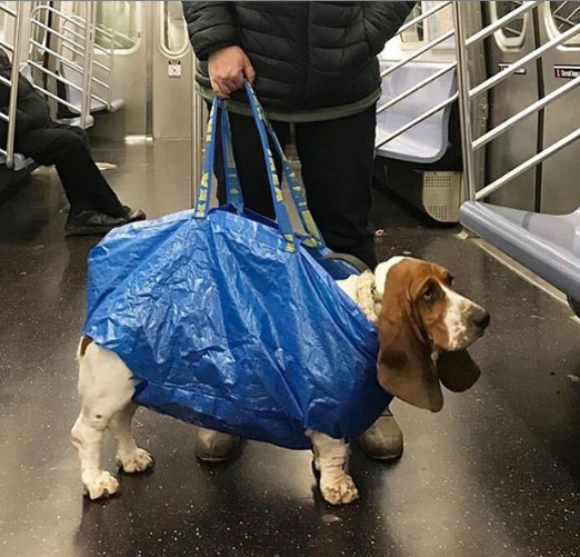 A táska aljára négy luk a lábaknak, és kész is az önjáró kutyahordozó