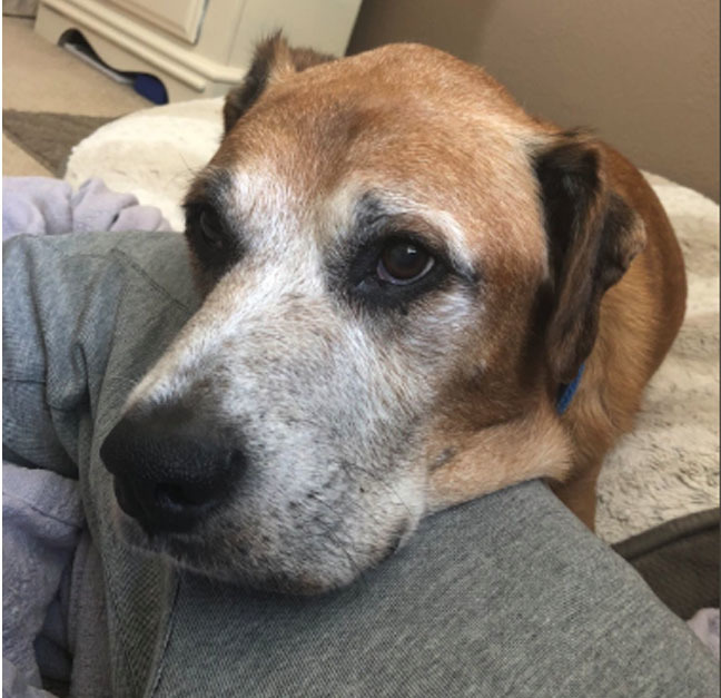 Cody, a 10 éves keverék rákban szenved