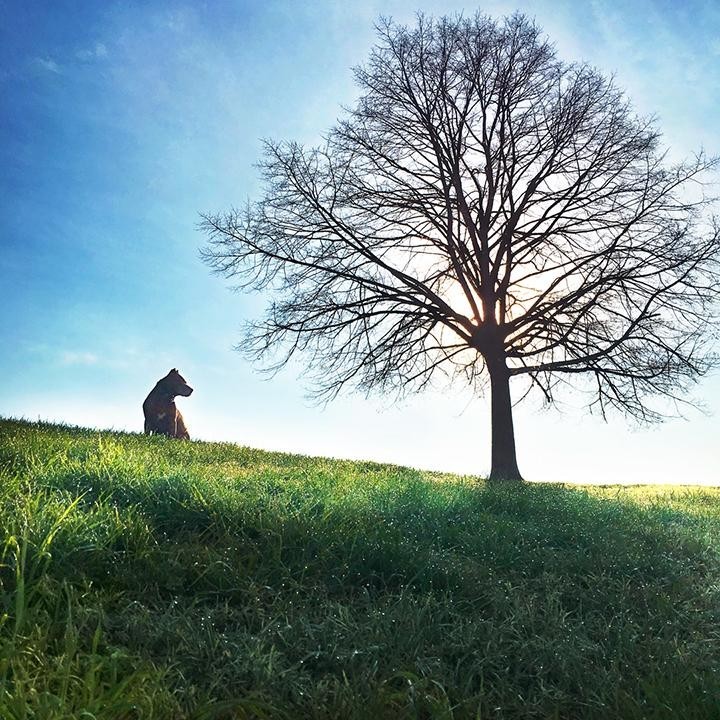 Egy átlagos kutyasétán tört meg a jég a kutyák között
