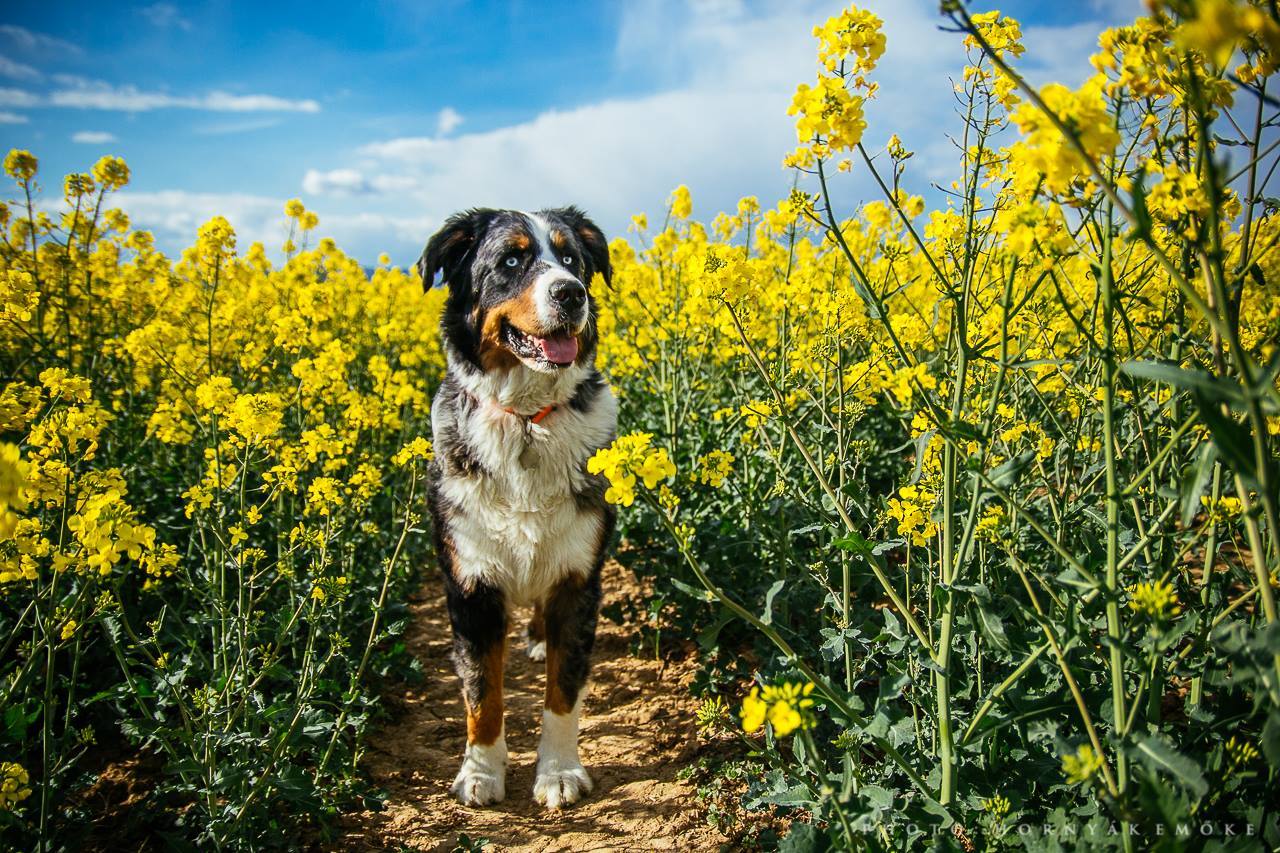 Hatalmas termet, ami valójában békés, kedves természetet takar. Mégis sokan tartanak a nagytestű kutyáktól.