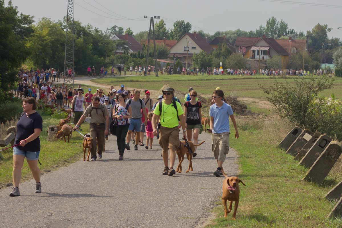 Vizslák, ameddig a szem ellát