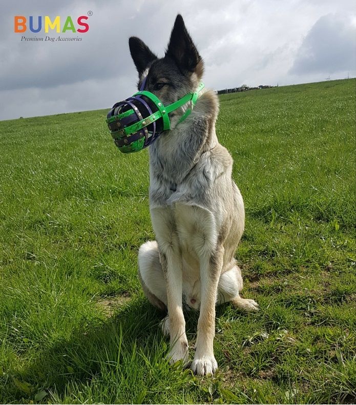 A szájkosár viselete kényelmes a kutyának