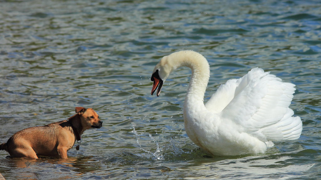 Sokkal gyakoribb, hogy egy kutya öl meg egy hattyút mint fordítva