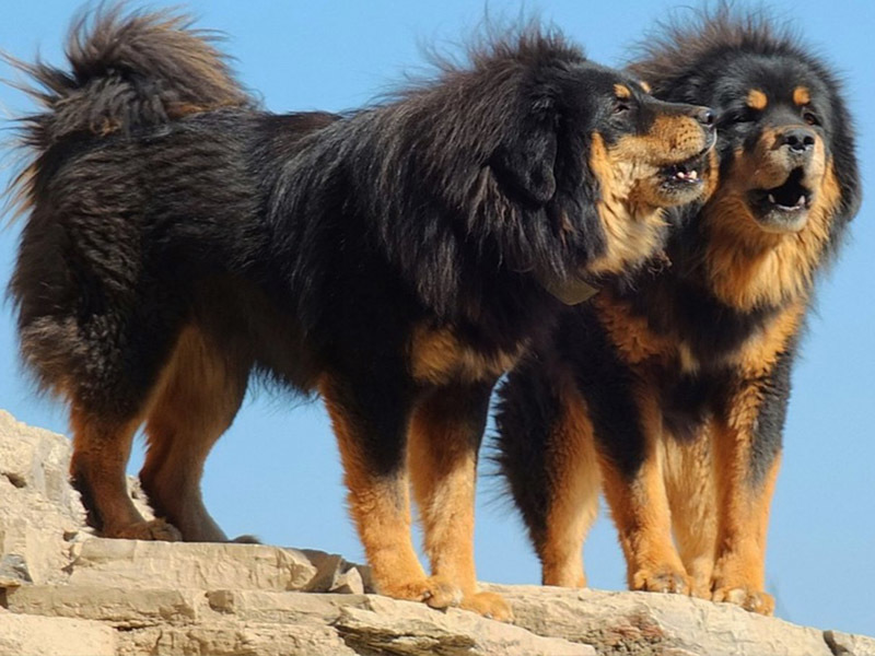 Valójában így néz ki a tibeti masztiff