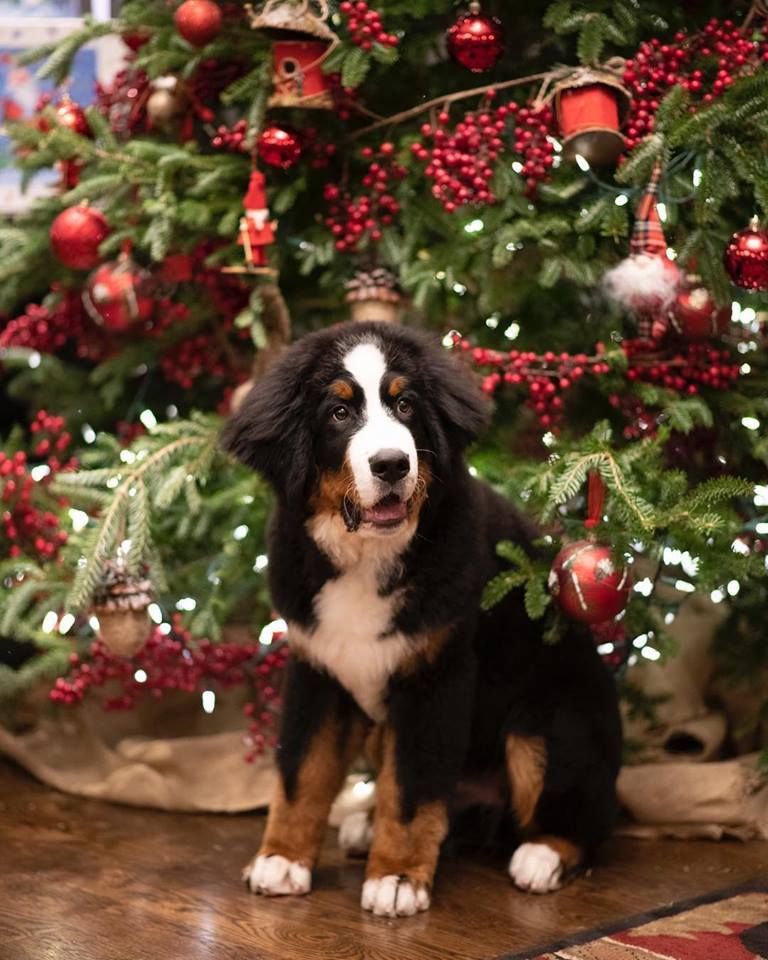Kitty, a berni pásztor a hotel karácsonyfája alatt