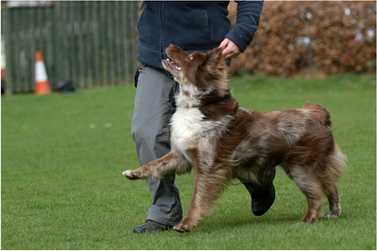 Tanítsuk kutyánkat figyelemre, és több parancsszóra