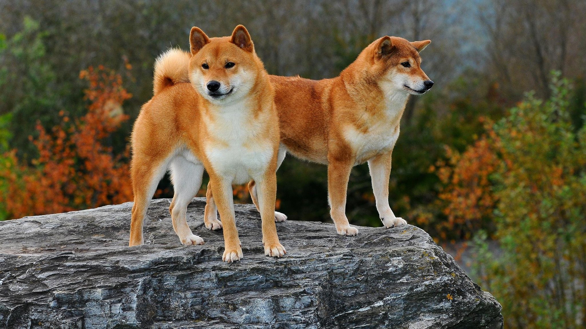 Kutyafajták introvertáltaknak - Shiba inu
