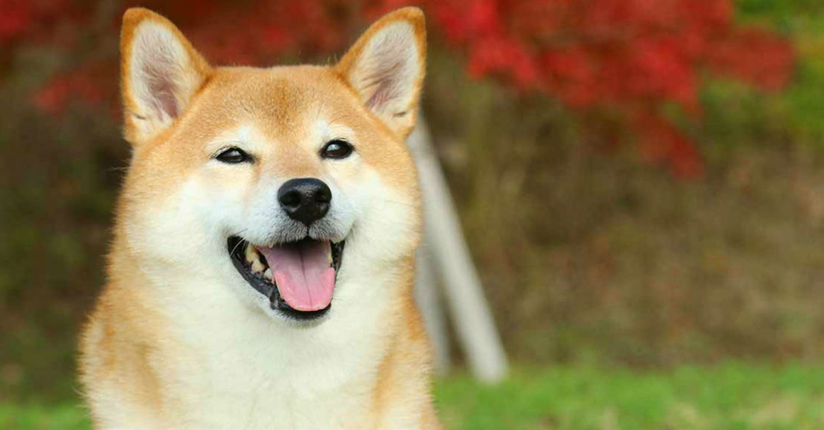 Ázsiai kutyák kiállítása is lesz a 3. Asia GasztroFesztiválon