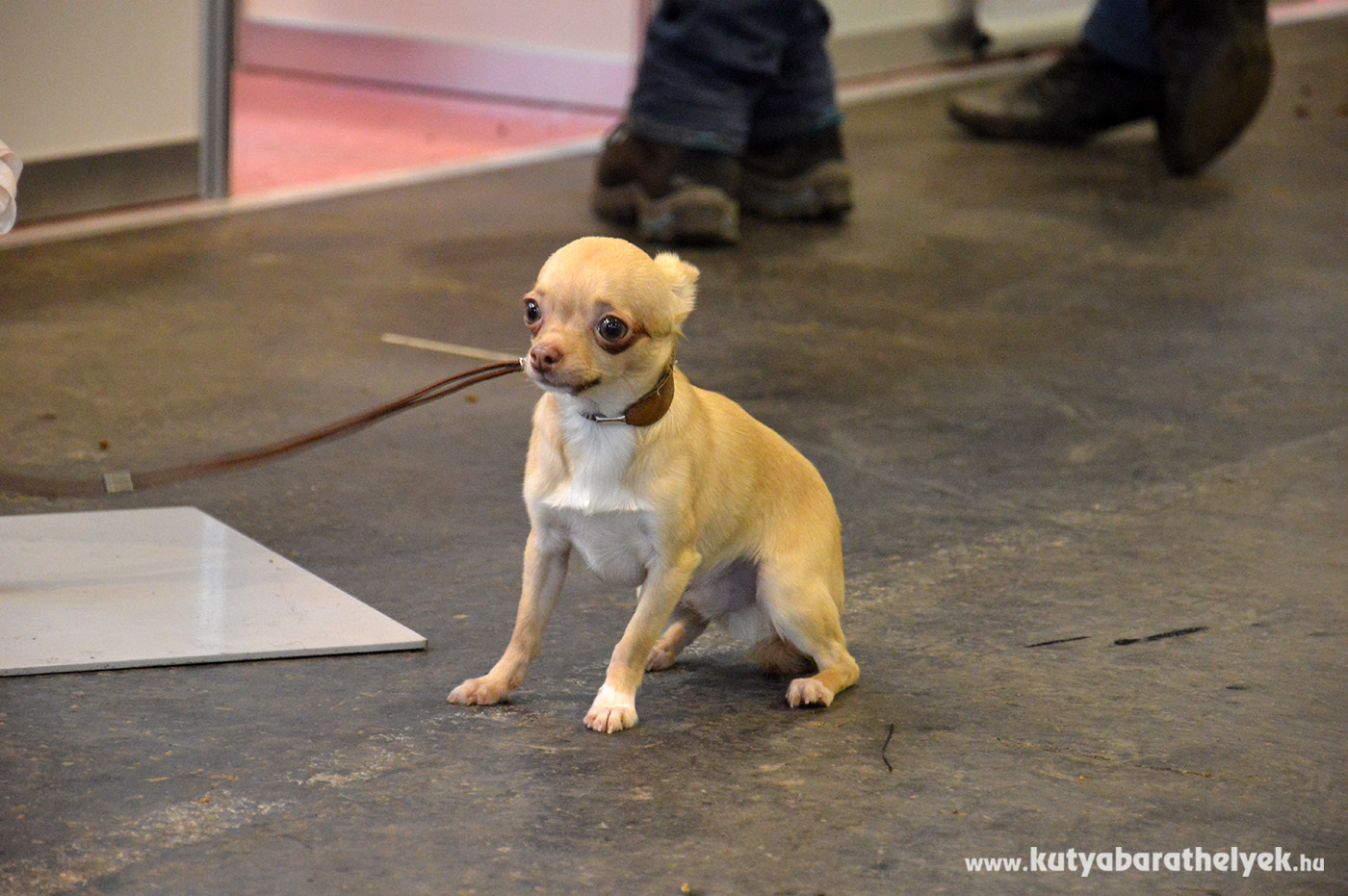 Még a legkisebb kutyák is jelen voltak...