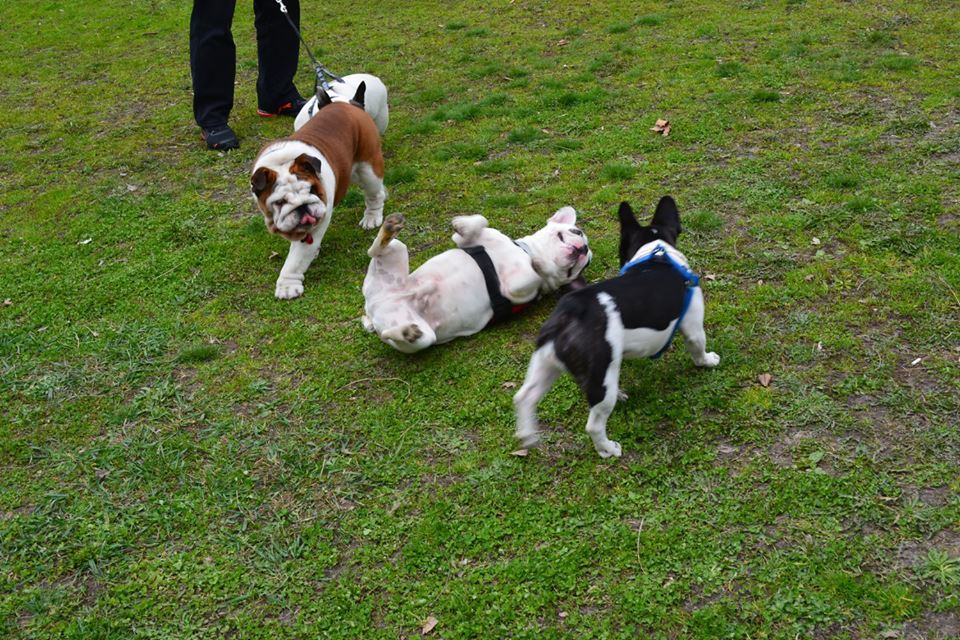 Az Országos Bulldog Találkozóra idén több száz kutyát várnak