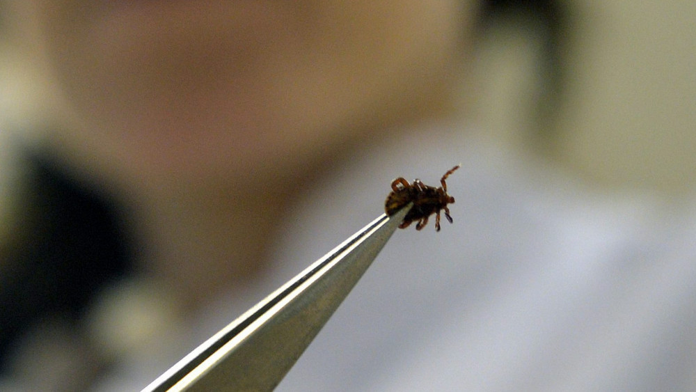 Egyre több a kullancs hazánkban 