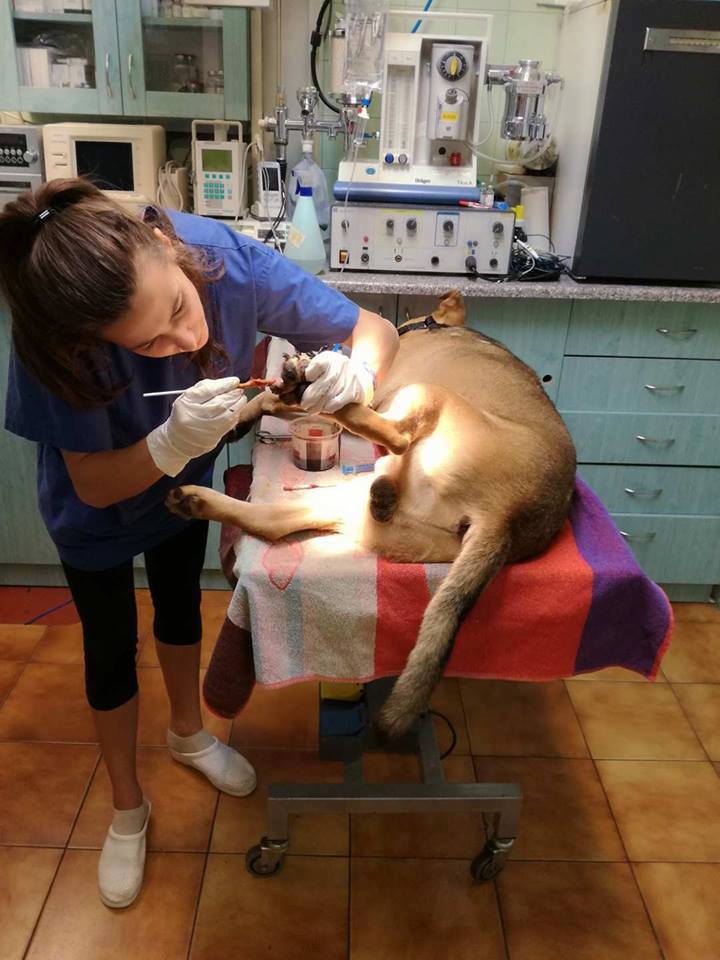 Tapit komoly műtéttel tudták megszabadítani a láncoktól