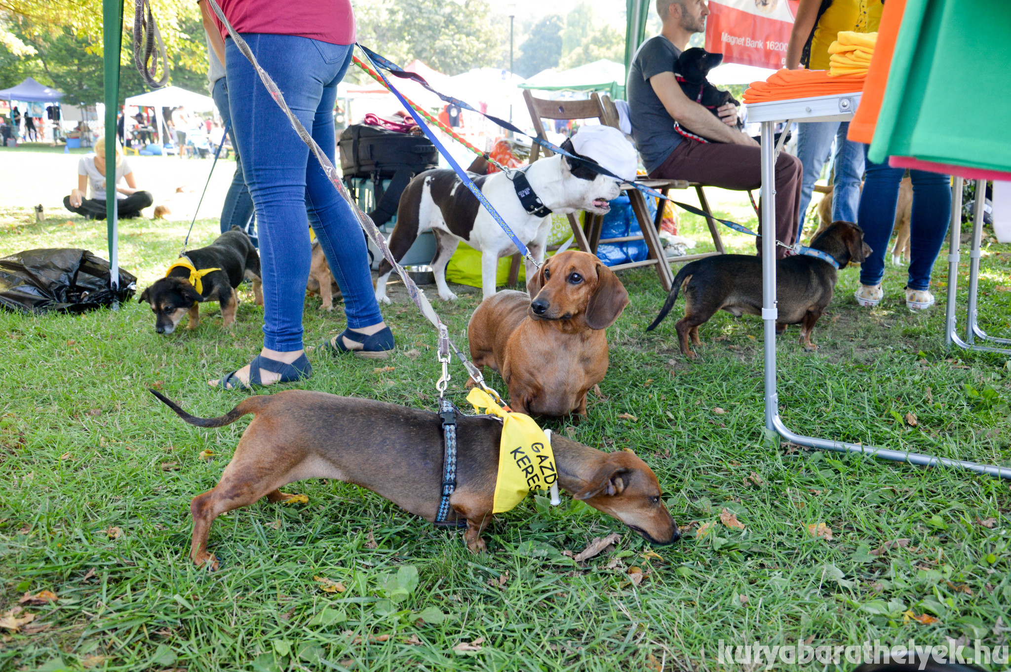 Gazdikereső kutyusokat is elhoztak a szervezetek