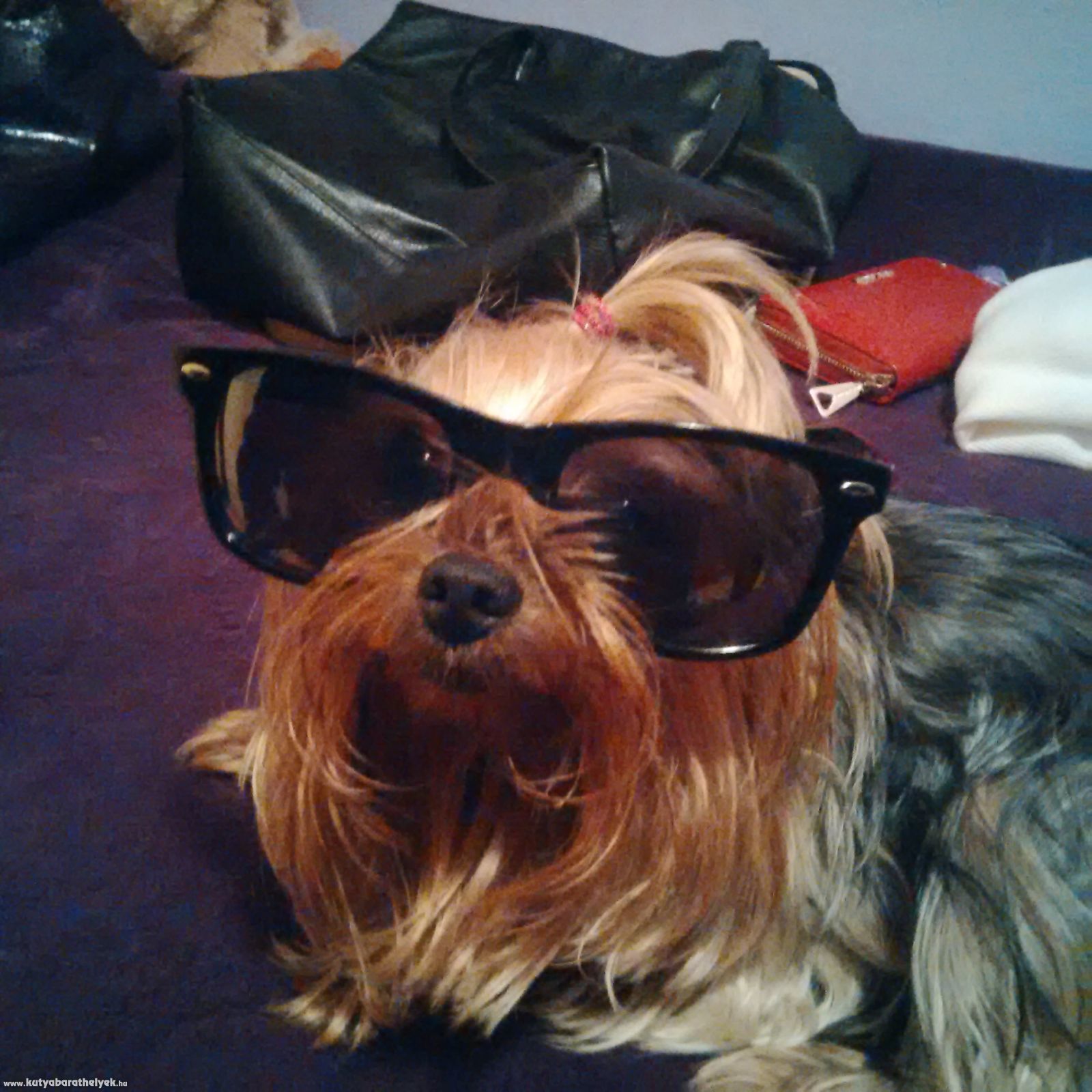 Szokoli Teodóra - Szamóca - na mizu?