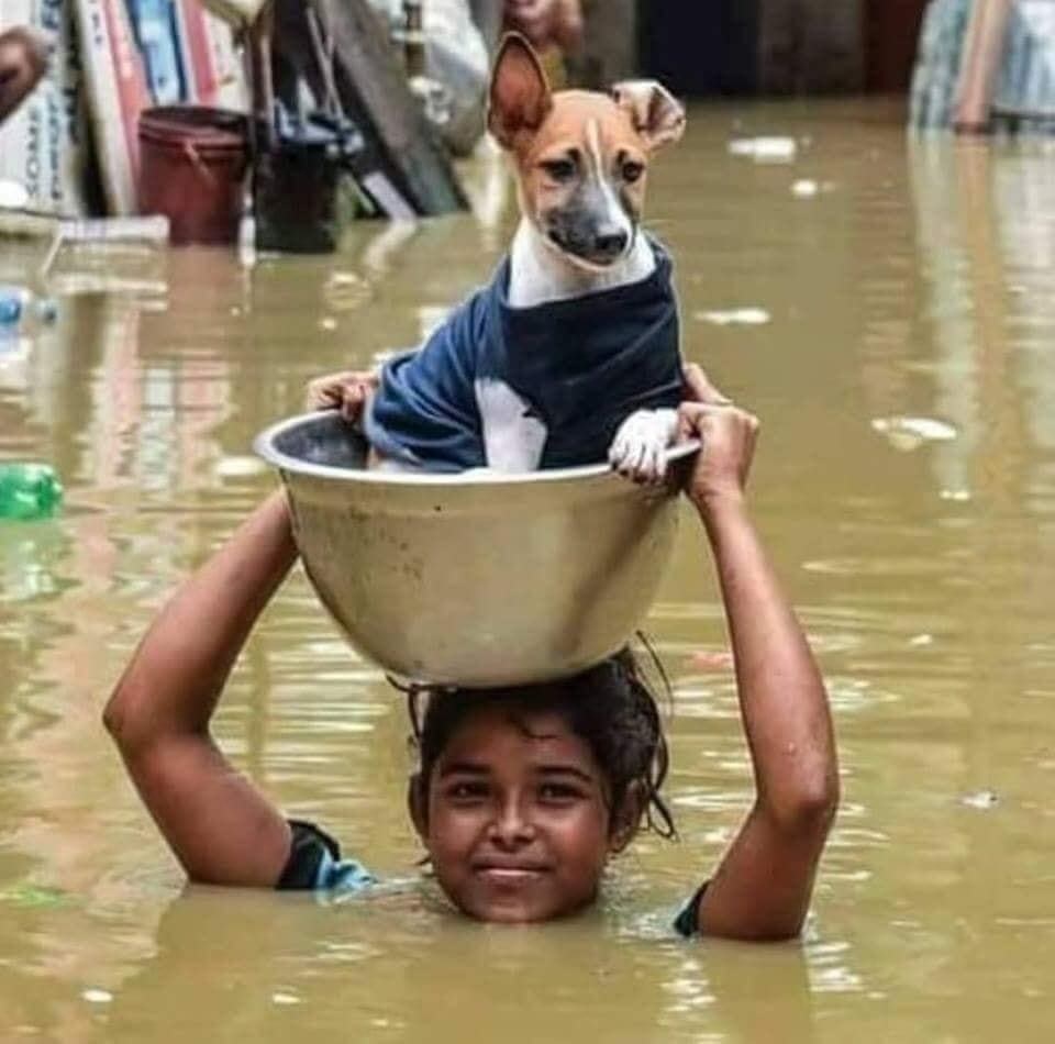Sokaknál a kutya családtag - Indiában is. A négylábúakat sem hagyják sokan hátra menekülés közben