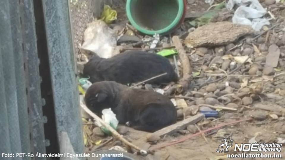 A cane corso kölykök a szemétkupacok között hevertek