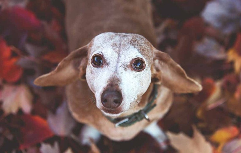 Időskori betegségek kutyáknál