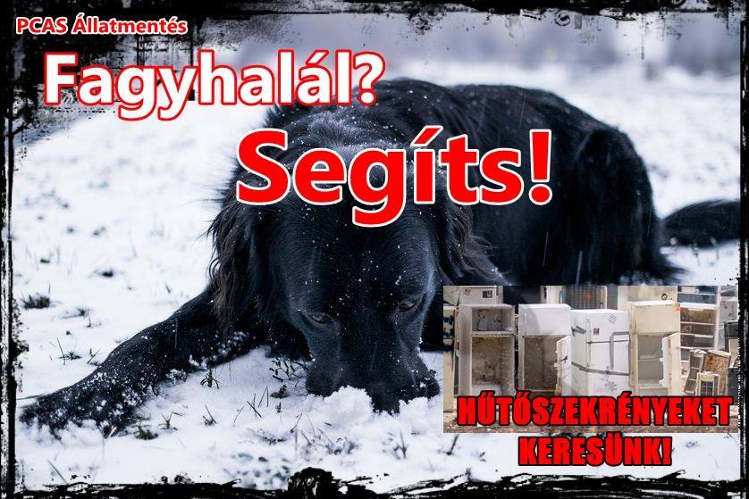 PCAS Állatmentés felhívás