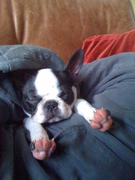 A kutyák is nagyon élvezik a nyújtózást reggel