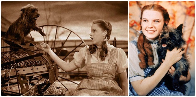 Kutyák a filmvásznon - Terry, a Cairn terrier