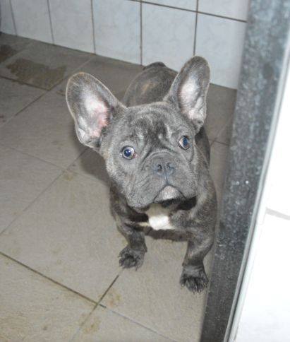 A kutya beteg, ezért állandó gyógyszeres kezelésre van szüksége