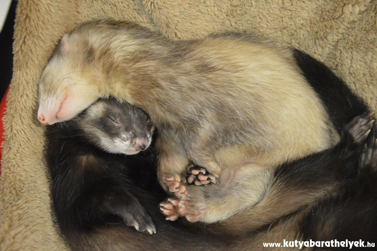 Sokféle kisállattal találkozhattunk a PetExpon