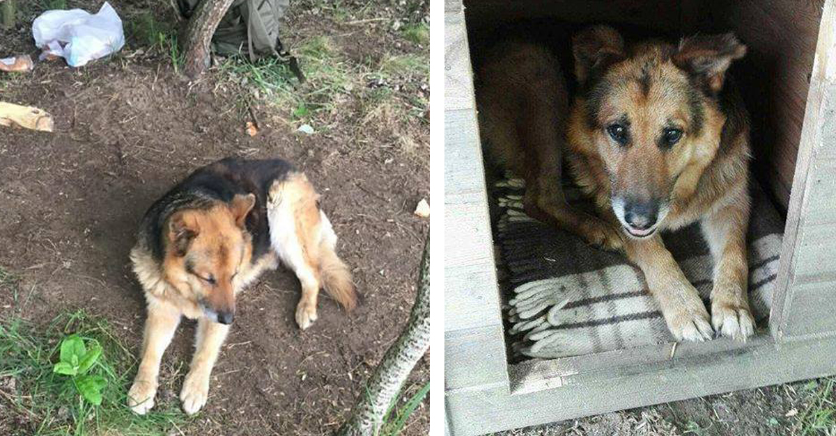 Zoli, a határőr kutya: akkor és most