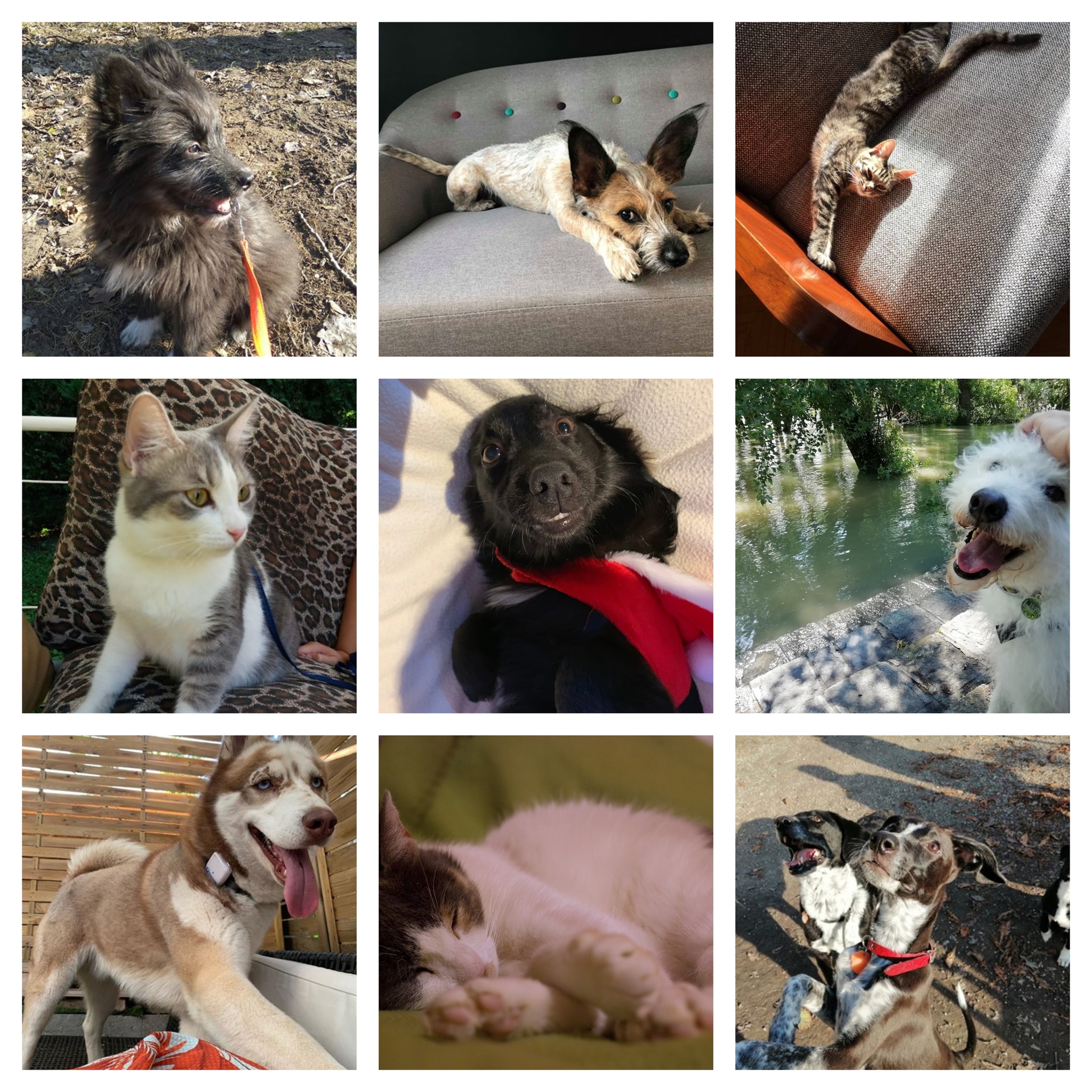 Ex-Rexek. Mutassuk meg, mennyi örömet tud okozni egy állat!