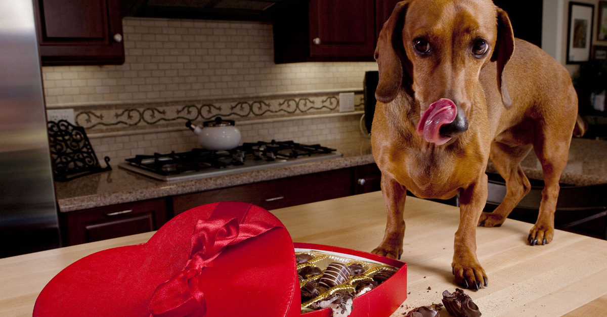 Nem szabad csokoládét, alkoholt, édességet olyan helyen hagyni, hogy a kutya hozzáférjen - ezek mind halálosak lehetnek számára!