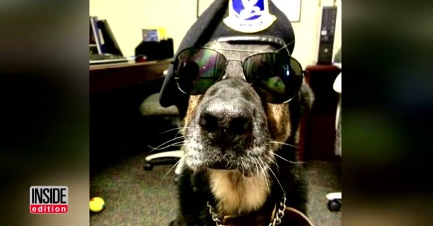 Bodza, a rettenthetetlen katonakutya