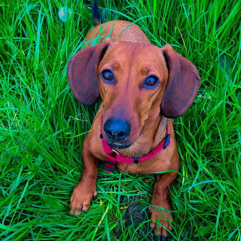 Mazsi, a Tacskó Találkozó ötletadója