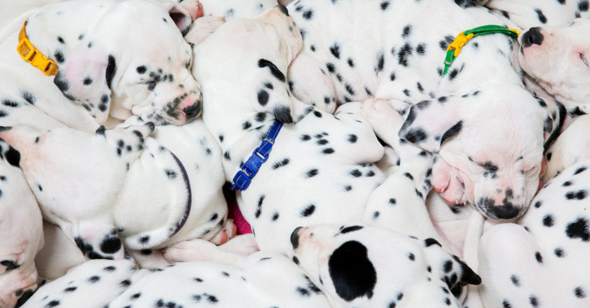 Akár a 101 kiskutya mesében!