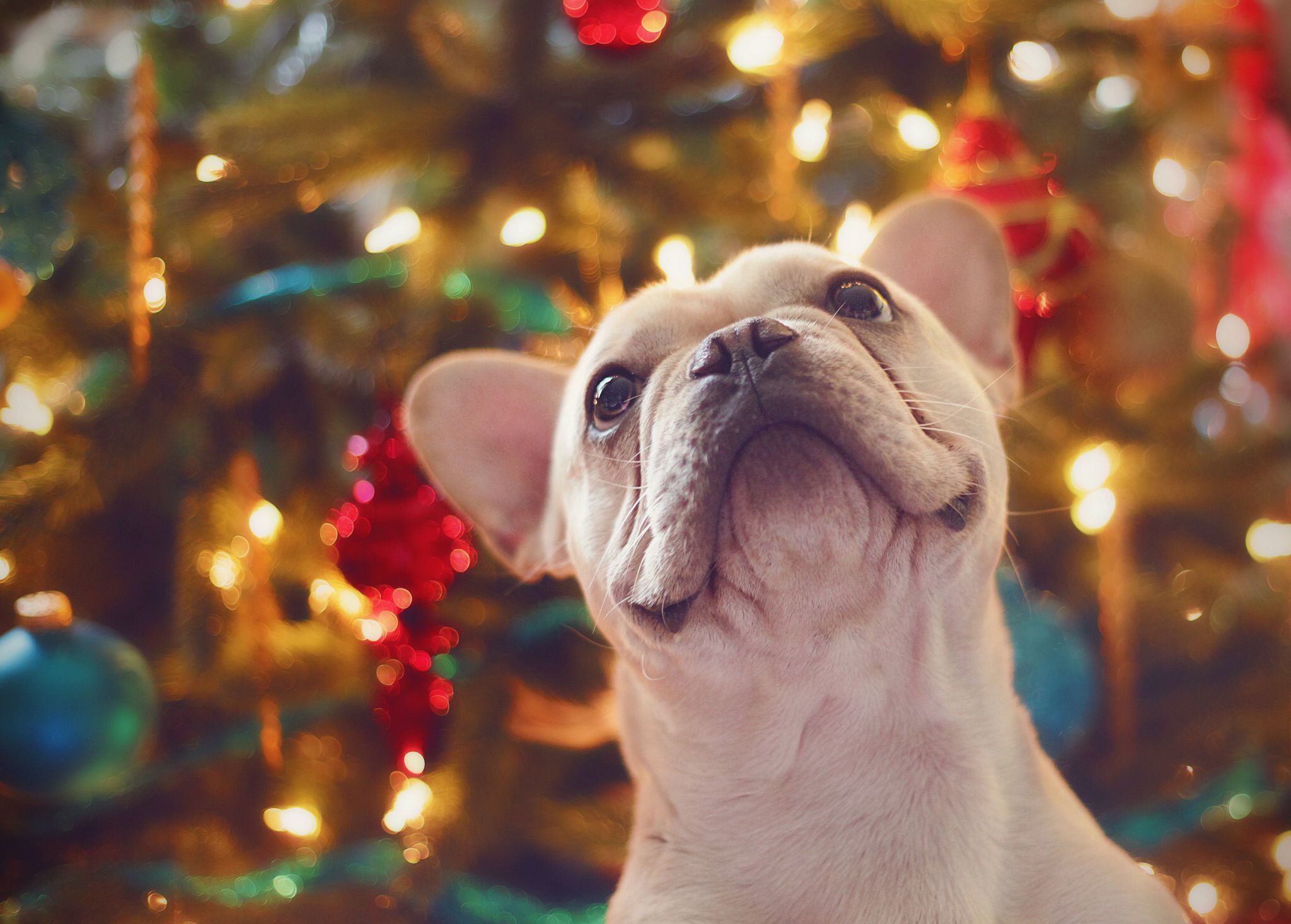 A kutya nagy felelősséggel jár, legyen akár kicsi, vagy óriás testalkatúról szó