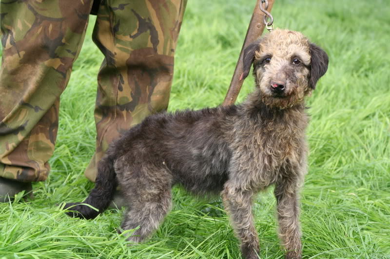 Bedlington munka kutya