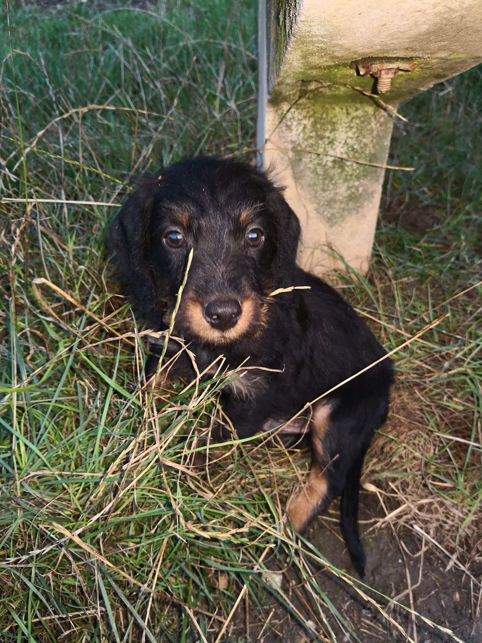 Ropi, a kölyök tacskó