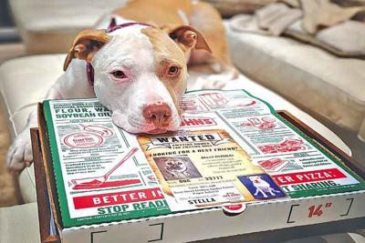 Az ötlet működik: az elsőnek bemutatott kutya két héten belül gazdihoz került