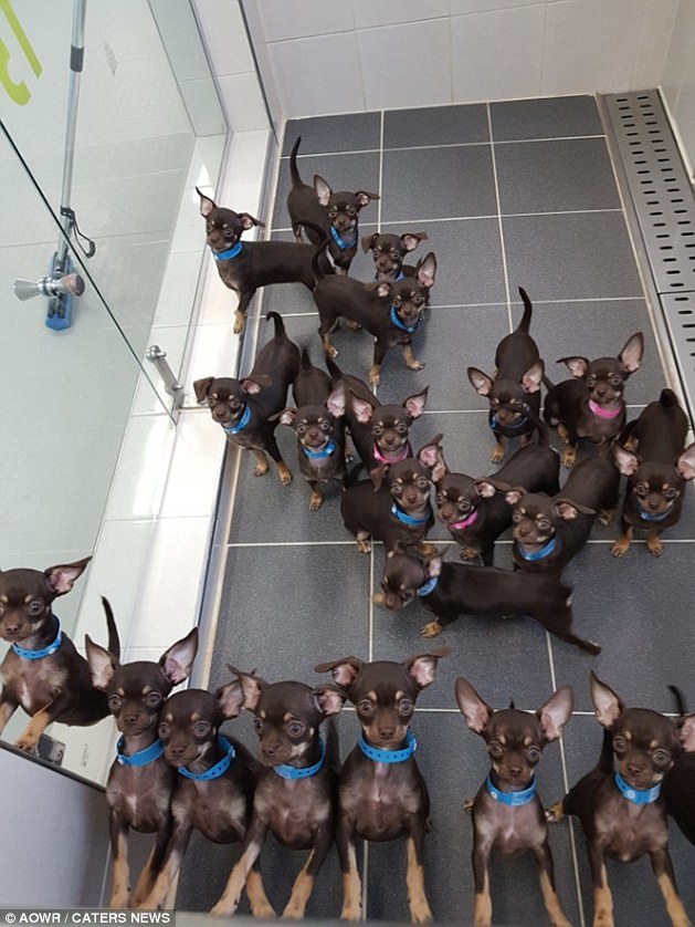 A klónok személyisége nagyon hasonló Millyéhez