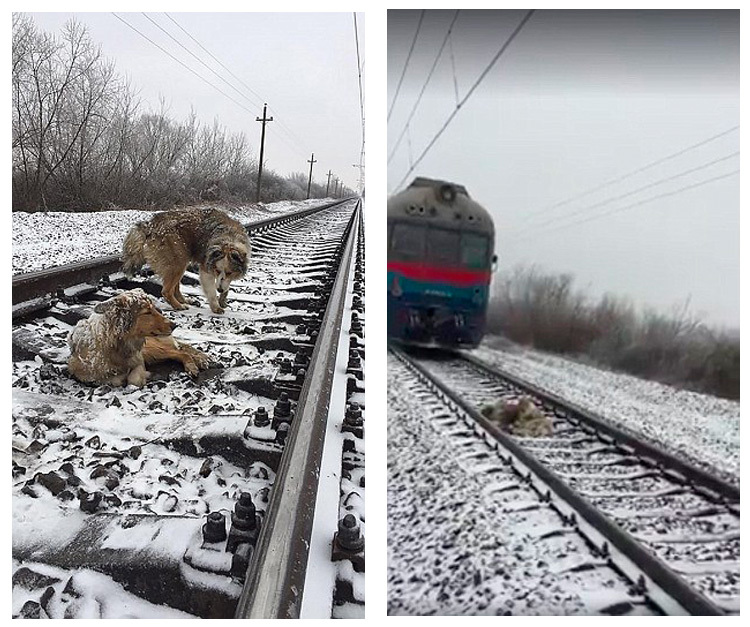 Napokig őrizte és védte sérült társát a kutya
