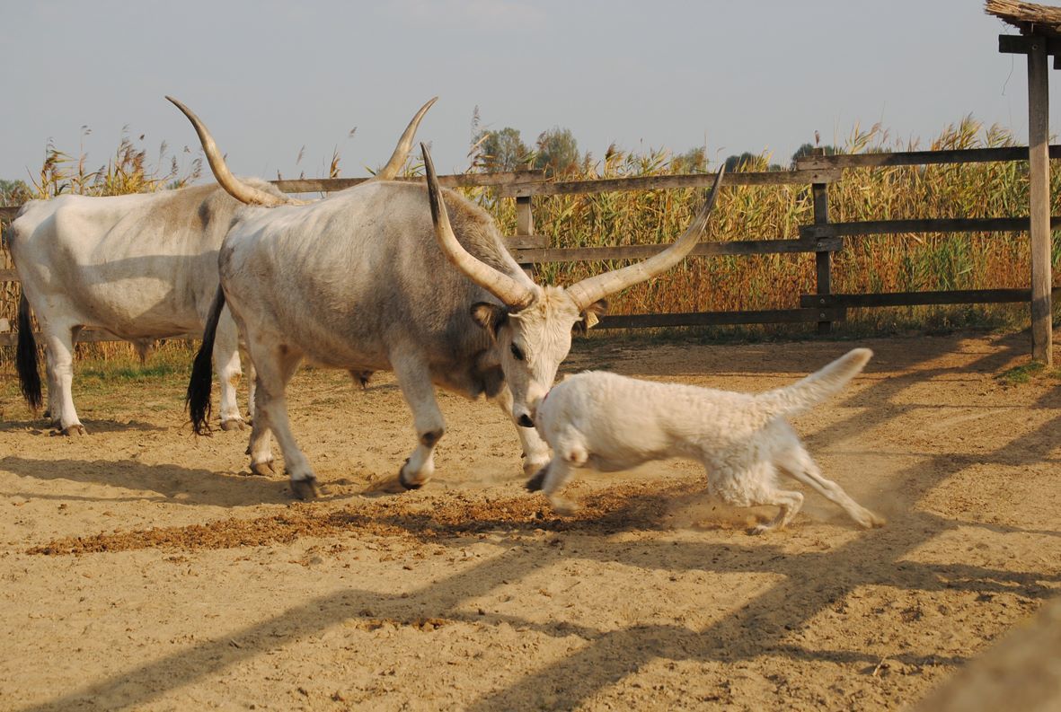 A gulya megvesztegethetetlen őrzője a kuvasz