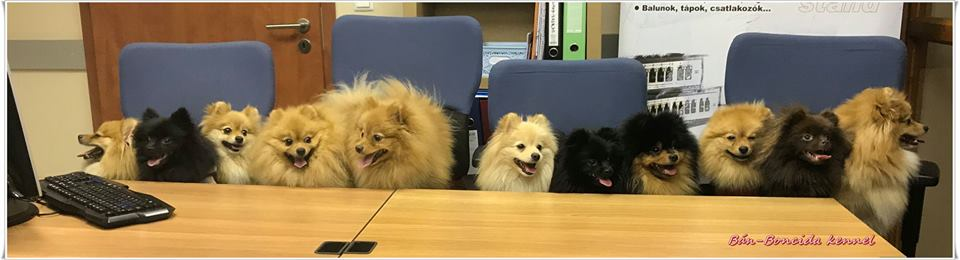 Kutyabarát VértesNet Kft Kutyabarát VértesNet Kft